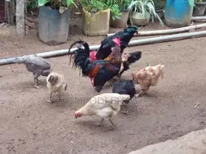 ගම් කිකිලියන්