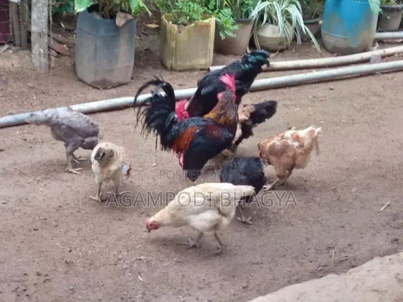 ගම් කිකිලියන්