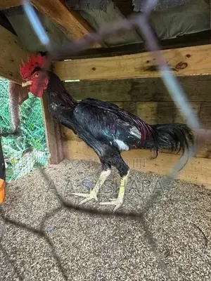 Rooster