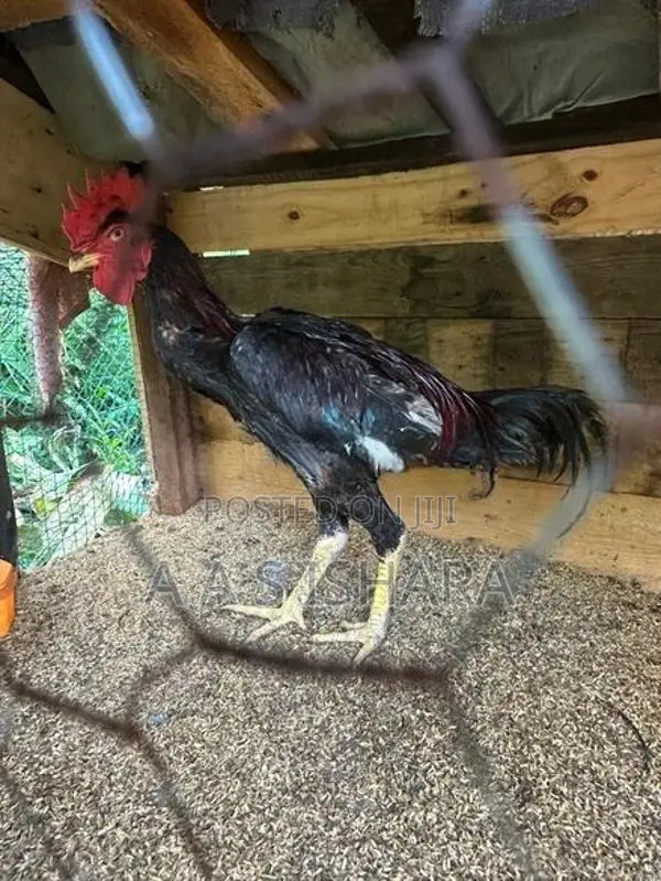 Rooster