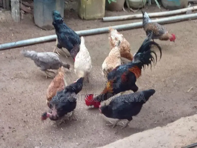 ගම් කිකිලියන්