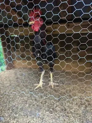 Rooster