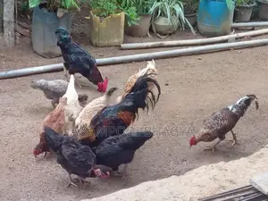 ගම් කිකිලියන්