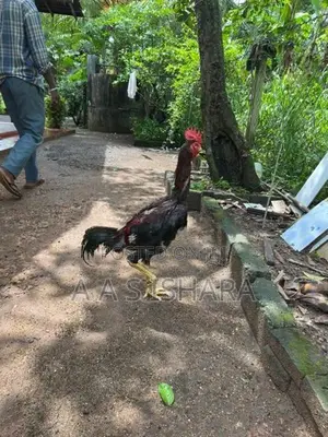 Rooster