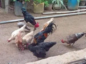 ගම් කිකිලියන්