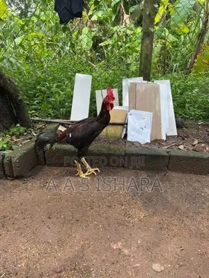 Rooster