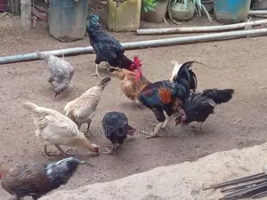 ගම් කිකිලියන්