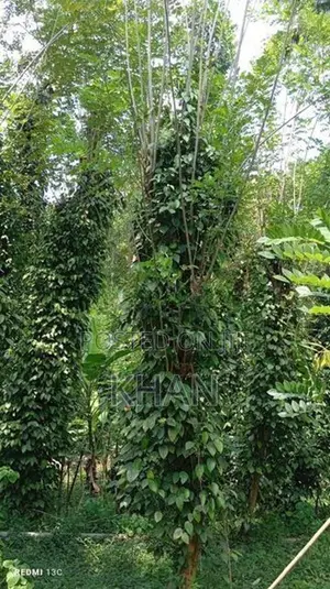 Land for Sale Matale