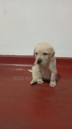 Pure Labrador Retriever බලු පැටවුන්