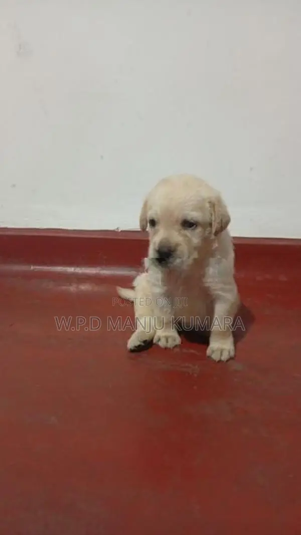 Pure Labrador Retriever බලු පැටවුන්