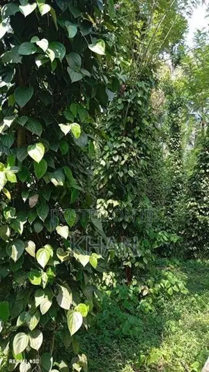 Land for Sale Matale