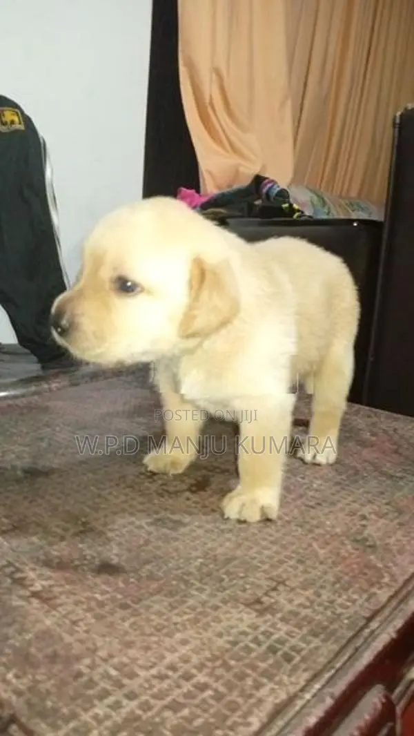Pure Labrador Retriever බලු පැටවුන්