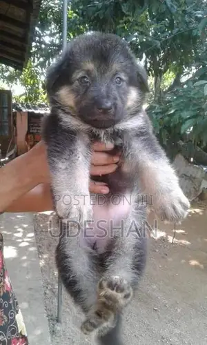 Lion German Shepherd Puppies