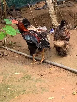කුකුලන්