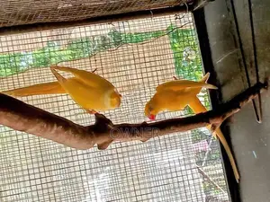 Ringneck Birds