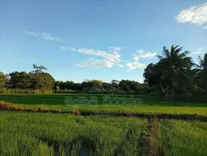 අගනා කුඹුරැ ඉඩමක් විකිණිමට Kohombhadigana