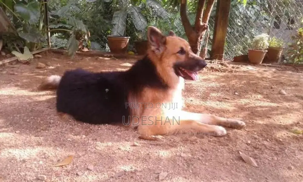 Lion German Shepherd Puppies