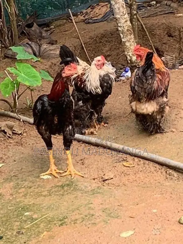කුකුලන්