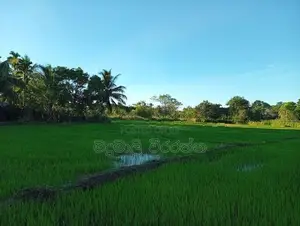 අගනා කුඹුරැ ඉඩමක් විකිණිමට Kohombhadigana