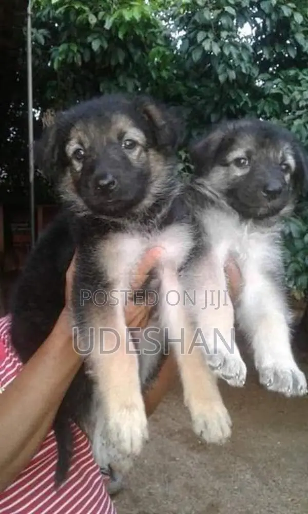 Lion German Shepherd Puppies