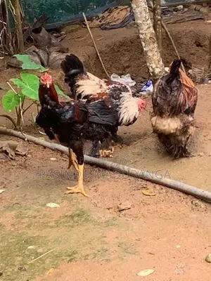 කුකුලන්