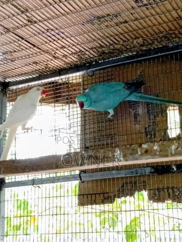 Ringneck Birds