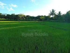 අගනා කුඹුරැ ඉඩමක් විකිණිමට Kohombhadigana