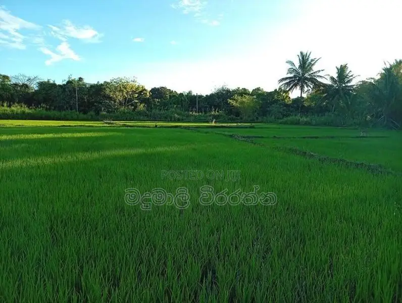 අගනා කුඹුරැ ඉඩමක් විකිණිමට Kohombhadigana