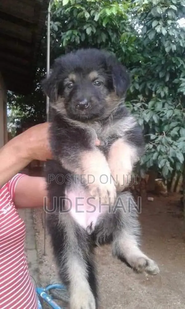 Lion German Shepherd Puppies