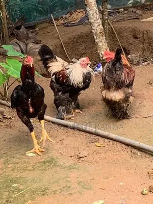 කුකුලන්