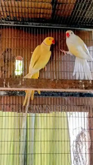 Ringneck Birds
