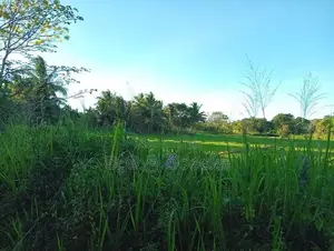 අගනා කුඹුරැ ඉඩමක් විකිණිමට Kohombhadigana
