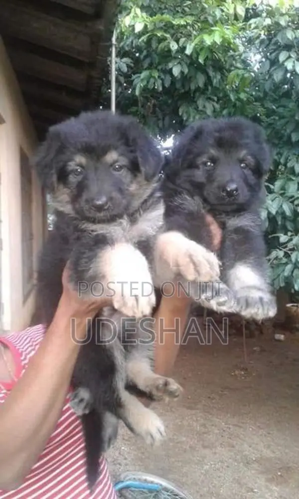 Lion German Shepherd Puppies