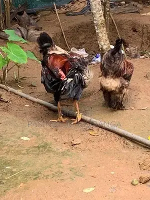 කුකුලන්