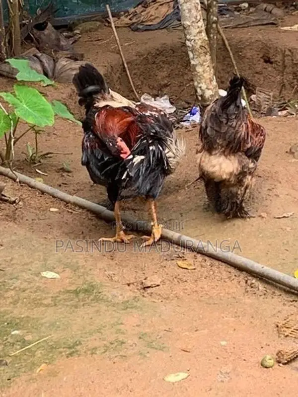 කුකුලන්