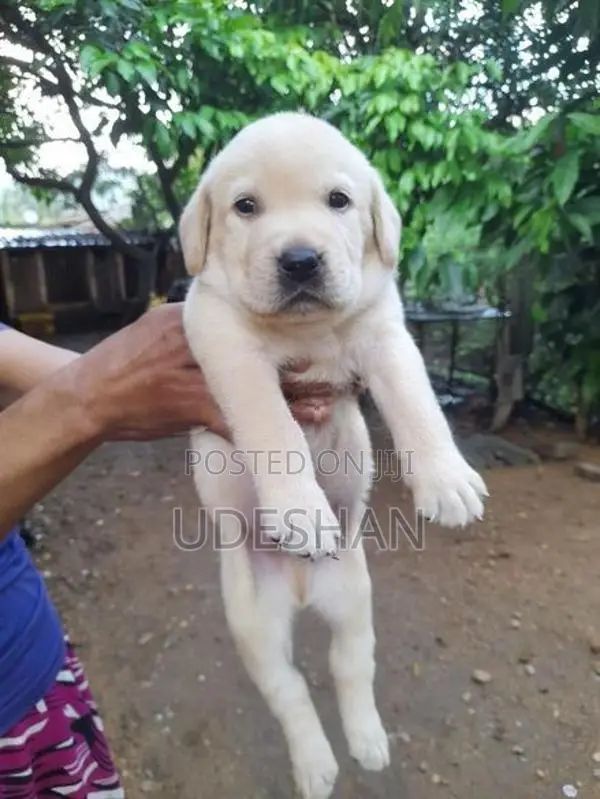 Labrador Retrieve Puppies