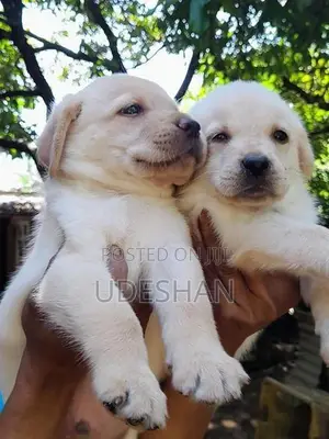 Labrador Retrieve Puppies
