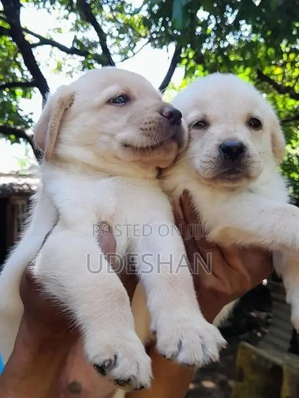 Labrador Retrieve Puppies