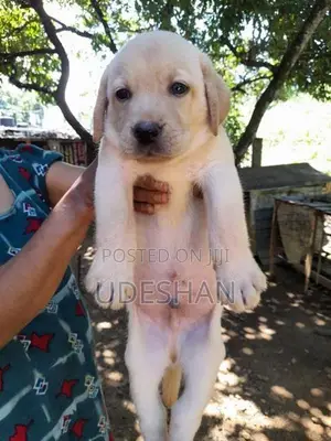 Labrador Retrieve Puppies