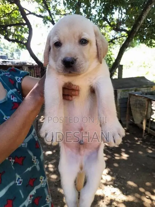Labrador Retrieve Puppies