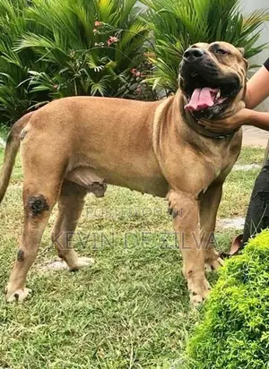 Male Presa Canario Puppy