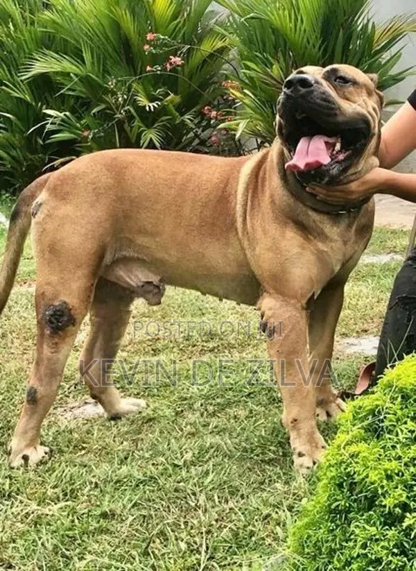 Male Presa Canario Puppy