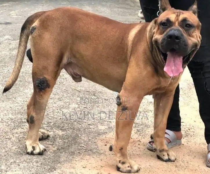 Male Presa Canario Puppy