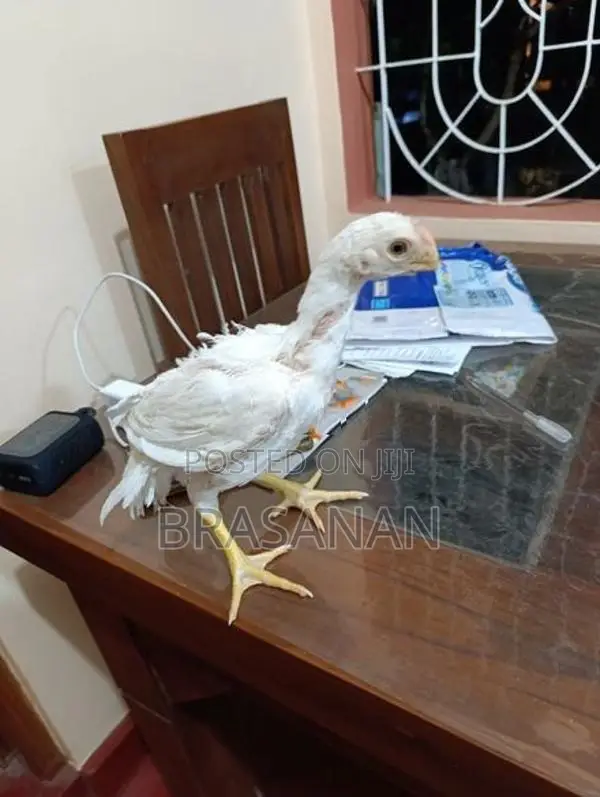 Parrot Beak Long Tail Chicks