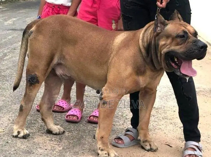 Male Presa Canario Puppy