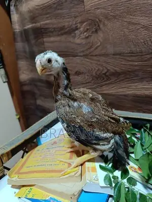 Parrot Beak Long Tail Chicks