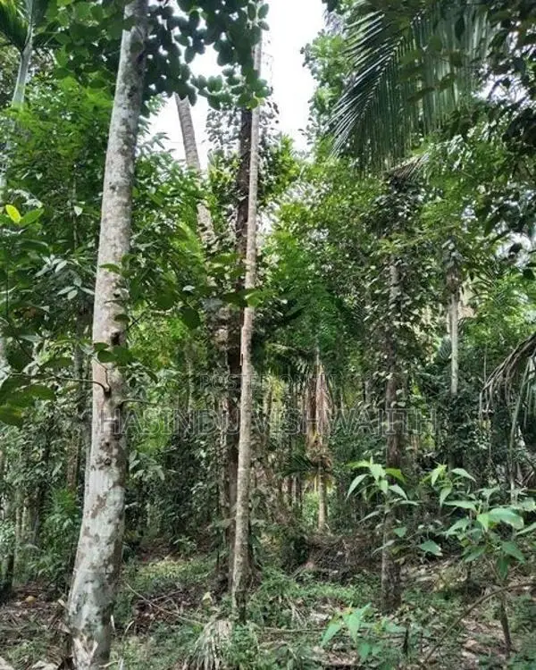 70 Perches Land with Old House for Sale in Badulla
