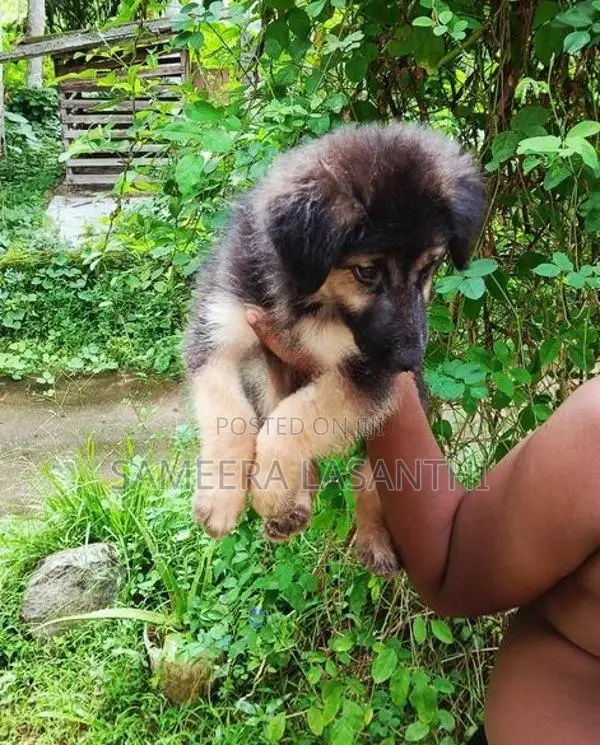 German Shepherd Long Coat Puppy