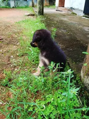 German Shepherd Long Coat Puppy