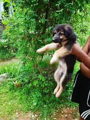 German Shepherd Long Coat Puppy